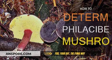 Philaciben Mushrooms: How to Identify and Forage Safely