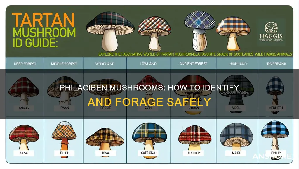 how to determine philaciben mushrooms