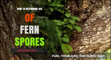 Identifying Fern Spores: A Guide to Determining Their Sex