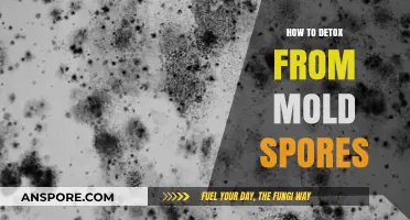Effective Mold Detox Strategies: Cleanse Your Body from Mold Spores