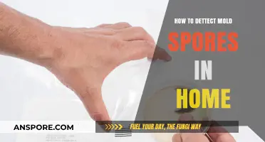 Effective Methods to Detect Mold Spores in Your Home