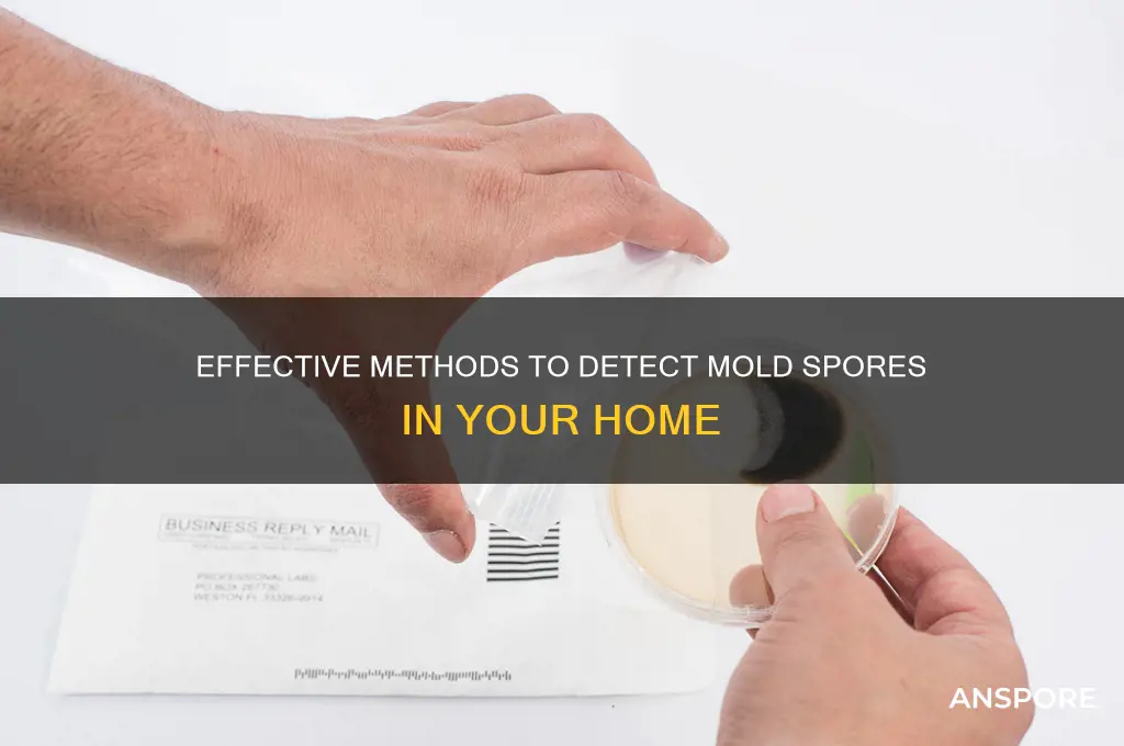 how to dettect mold spores in home
