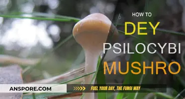 Drying Magic Mushrooms: A Step-by-Step Guide