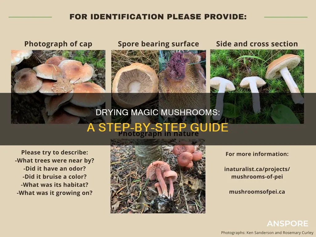 how to dey psilocybin mushrooms