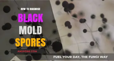Identifying Black Mold Spores: A Comprehensive Diagnosis Guide for Homeowners
