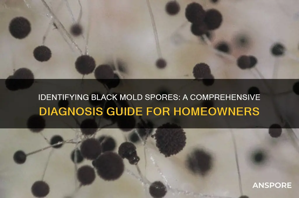 how to diagnose black mold spores