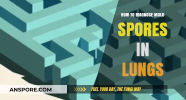 Identifying Mold Spores in Lungs: Symptoms, Diagnosis, and Treatment Options