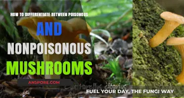 Identifying Deadly Mushrooms: A Guide to Safe Foraging Practices