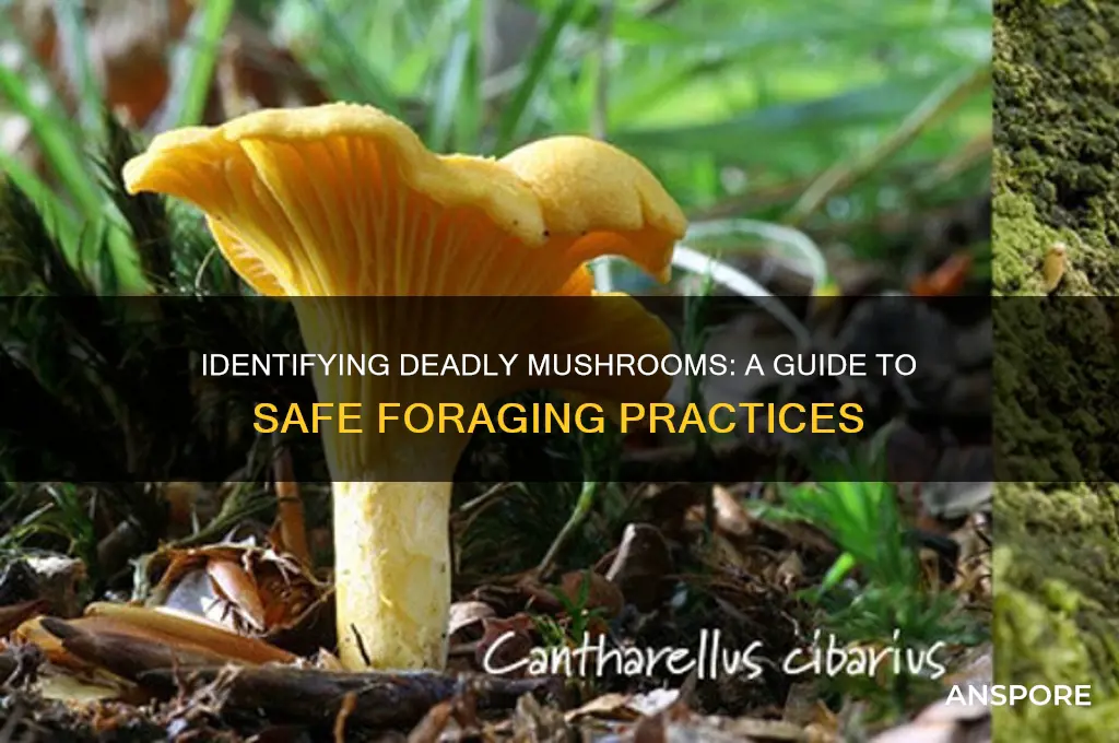 how to differentiate between poisonous and nonpoisonous mushrooms
