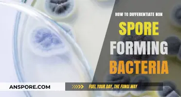Identifying Non-Spore Forming Bacteria: Key Characteristics and Differentiation Techniques
