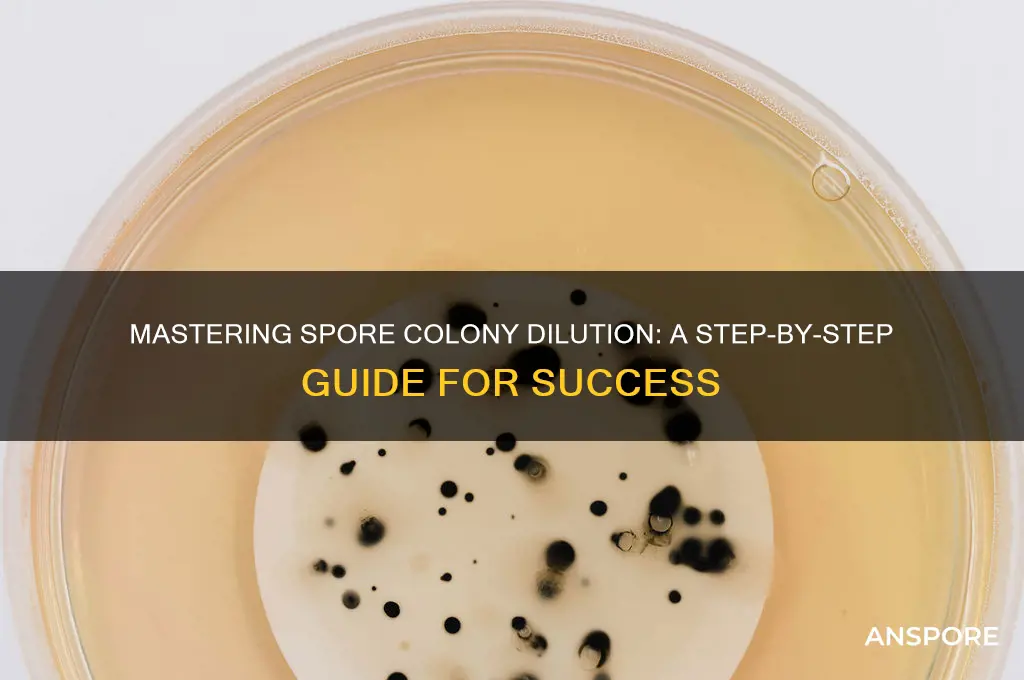 how to dilute spore colony