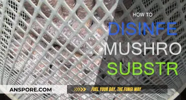 Disinfecting Mushroom Substrate: Best Practices