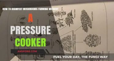Safe Mushroom Farming: Disinfecting Without a Pressure Cooker Guide