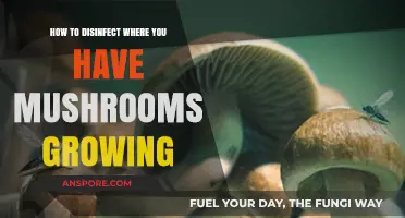 Effective Ways to Disinfect Areas with Mushroom Growth and Prevent Recurrence