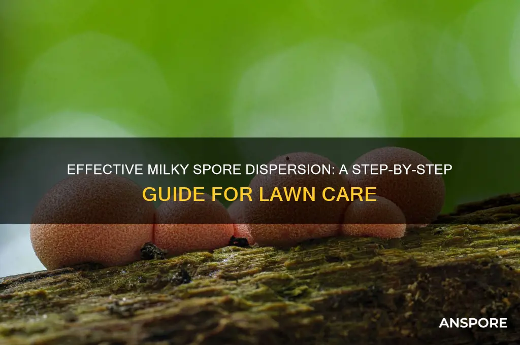 how to dispense milky spores