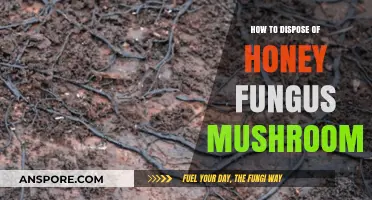 Effective Ways to Safely Dispose of Honey Fungus Mushrooms