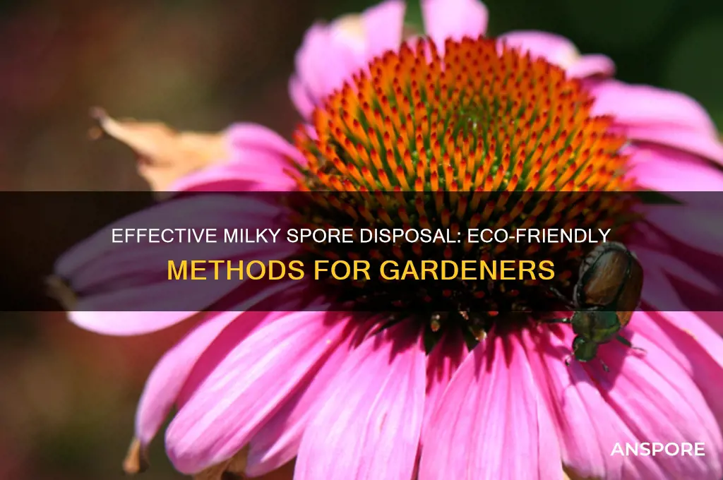 how to dispose of milky spore