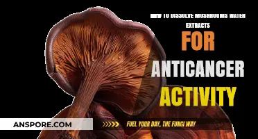 Dissolving Mushroom Water Extracts: Enhancing Anticancer Potential Effectively