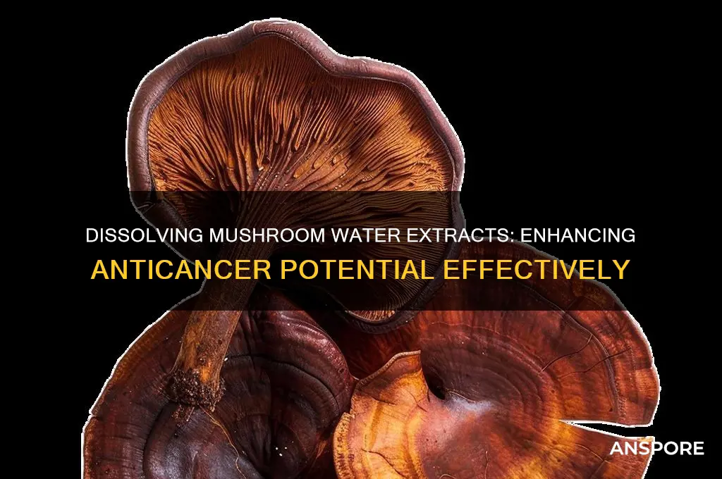 how to dissolve mushrooms water extracts for anticancer activity