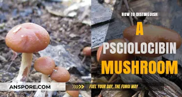 Identifying Psilocybin Mushrooms: A Beginner's Guide to Safe Foraging