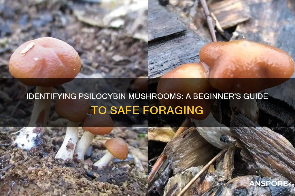 how to distinguish a psciolocibin mushroom