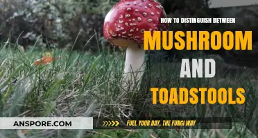 Mushrooms vs. Toadstools: A Beginner's Guide to Spotting the Difference