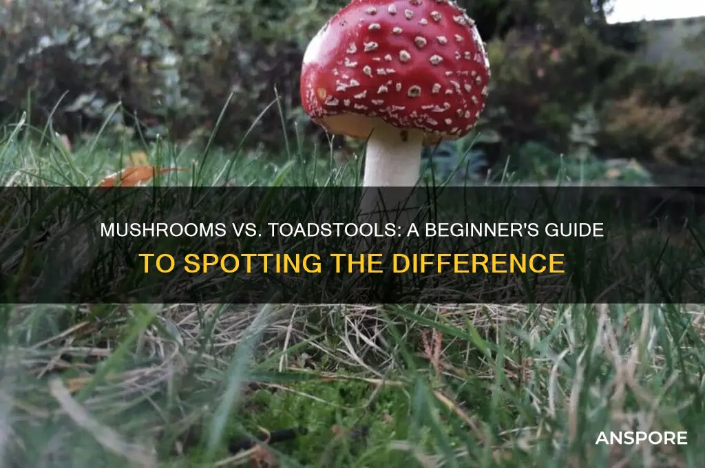 how to distinguish between mushrooms and toadstools