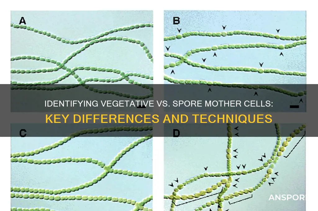 how to distinguish between vegative and spore mother cells