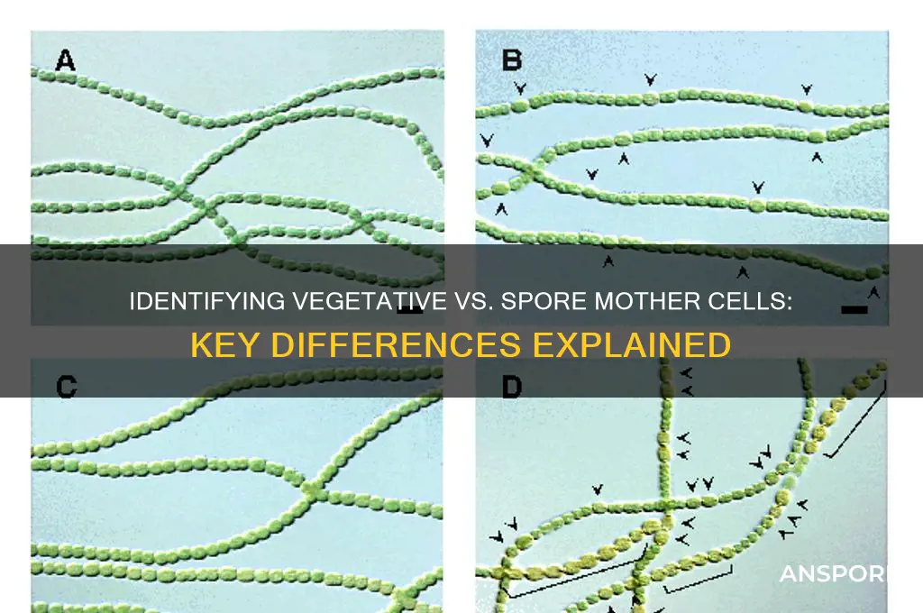 how to distinguish between vegetative and spore mother cells