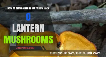 Identifying Yellow Jack O'Lantern Mushrooms: A Beginner's Guide to Safety