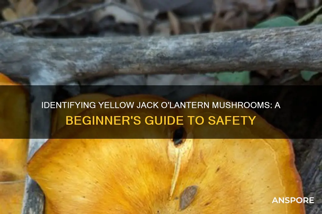 how to distinguish from yellow jack o lantern mushrooms