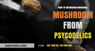 Medicinal vs. Psychedelic Mushrooms: A Guide to Safe Identification