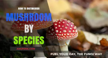 Identifying Mushroom Species: A Beginner's Guide to Key Characteristics