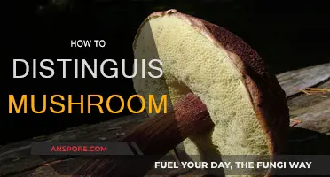 Mushroom Hunting: Identifying the Edible and Poisonous Varieties