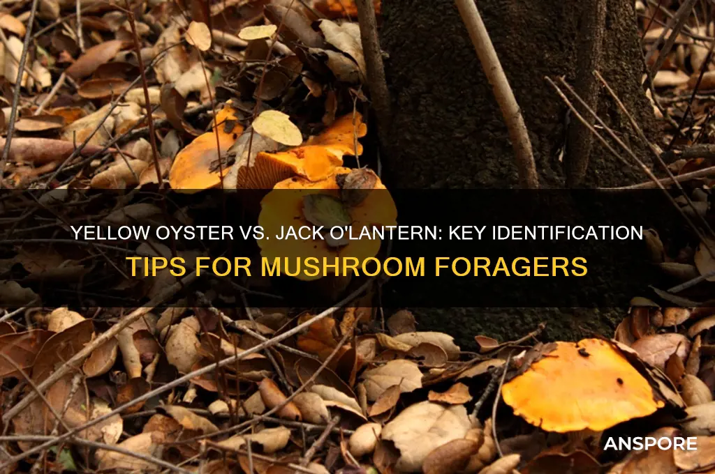 how to distinguish yellow oyster mushrooms from jack o lanterns