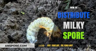Effective Milky Spore Distribution: A Step-by-Step Guide for Lawn Care