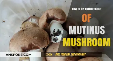 DIY Antibiotics: Harnessing Mutinus Mushrooms for Natural Healing at Home