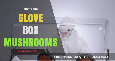 Mastering Glove Box Mushroom Cultivation: A Step-by-Step Guide