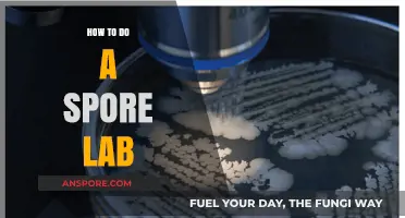 Mastering Spore Lab Techniques: A Step-by-Step Guide for Beginners