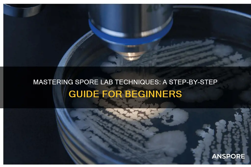 how to do a spore lab