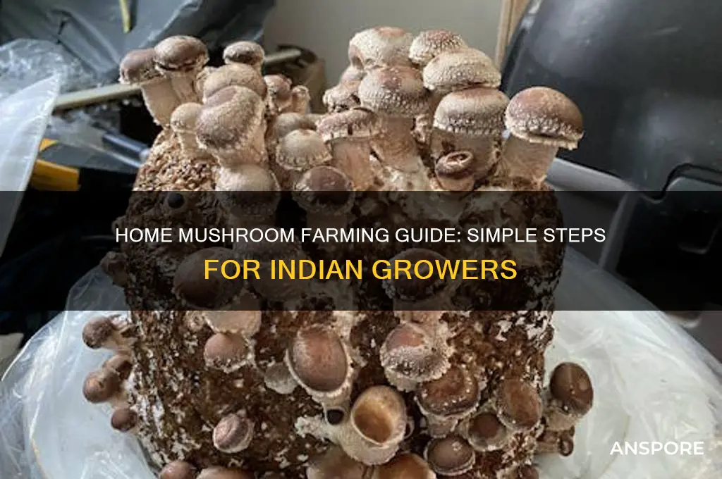 how to do mushroom farming at home in india