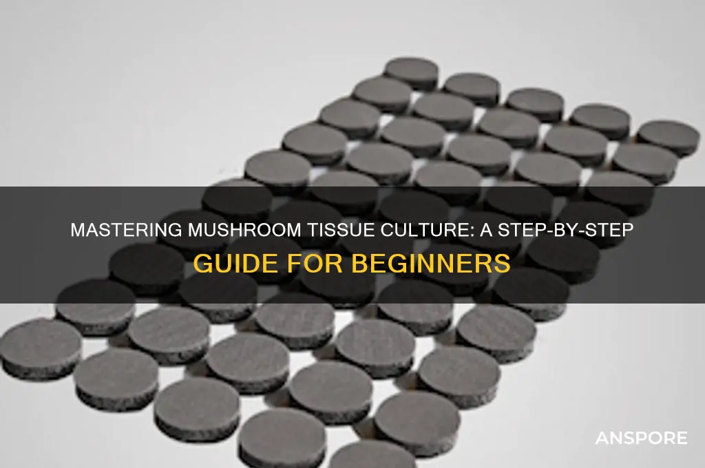 how to do tissue culture mushroom