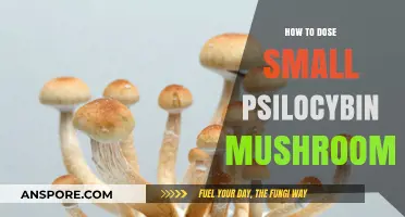 Microdosing Psilocybin: A Beginner's Guide to Small Mushroom Doses