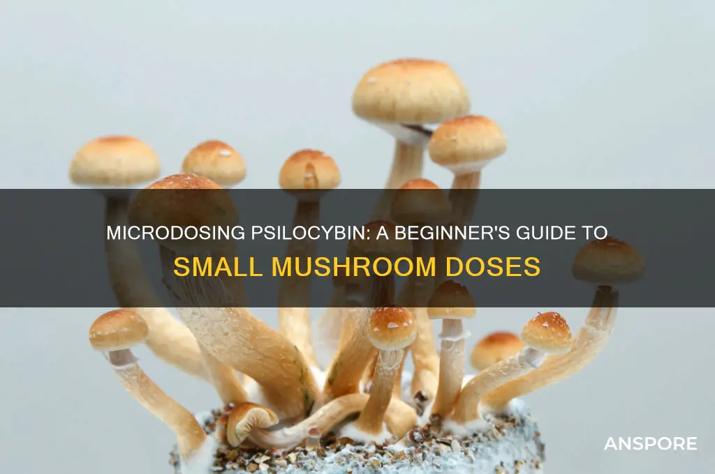 how to dose small psilocybin mushrooms