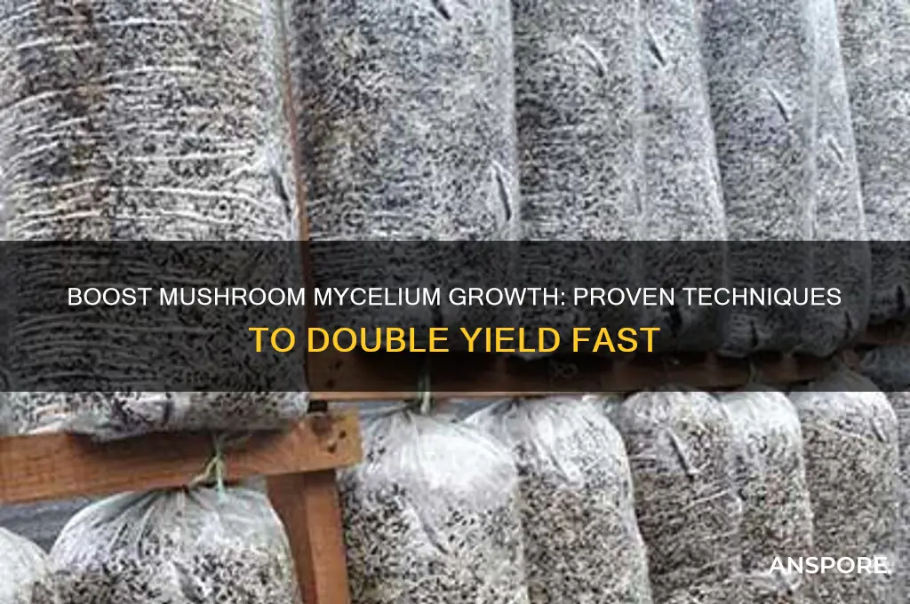 how to double the mushroom mycelium