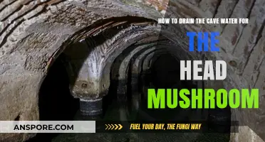 Effective Techniques to Drain Cave Water for Head Mushroom Cultivation