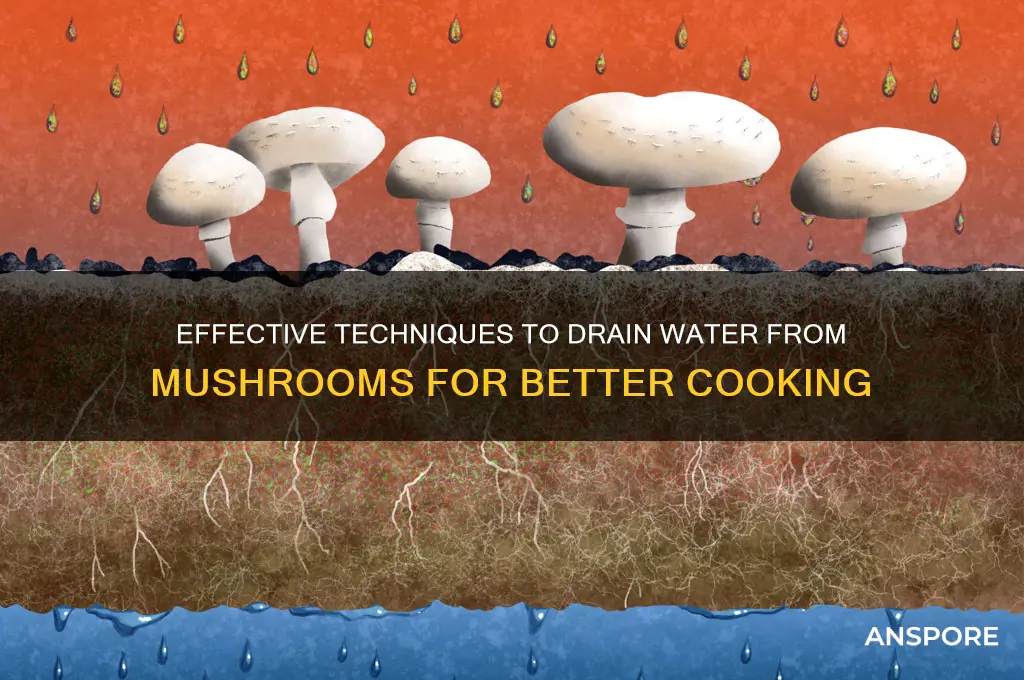 how to drain water from mushrooms