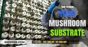 Mastering Mushroom Substrate Drainage: A Step-by-Step Guide for Growers