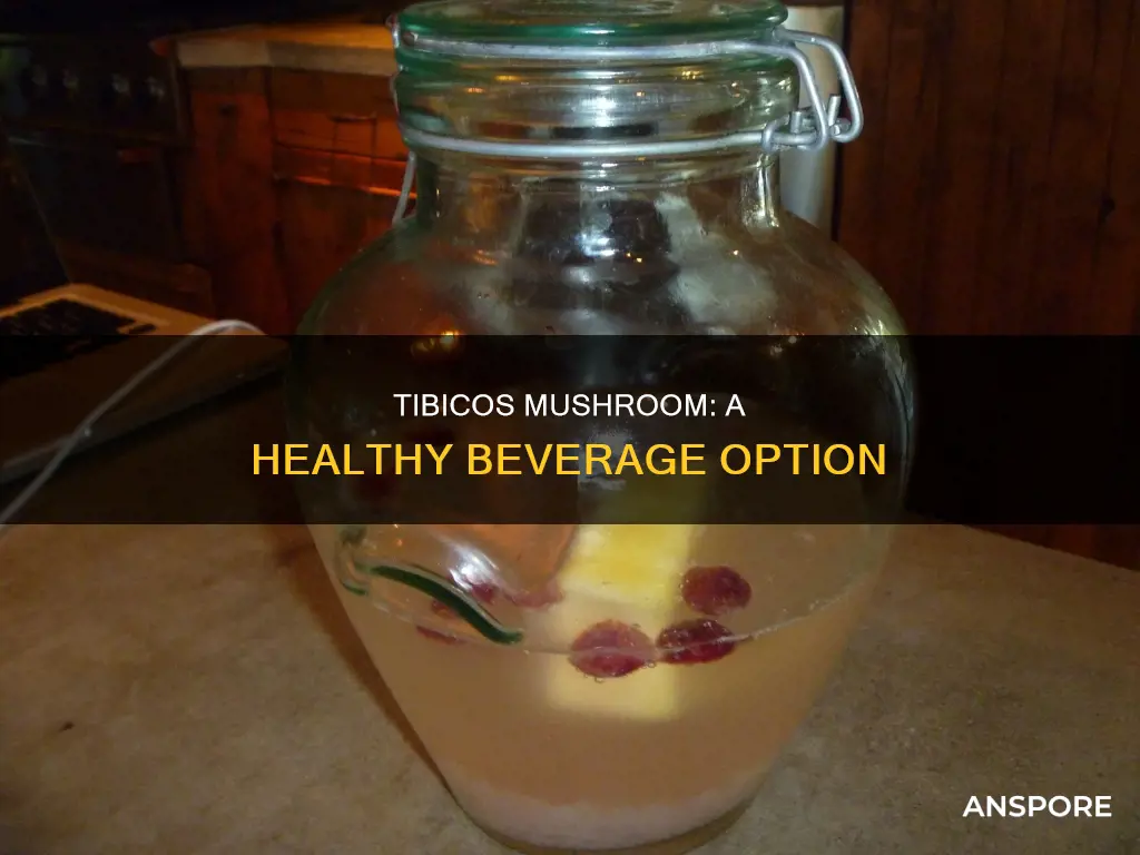 how to drink tibicos mushroom