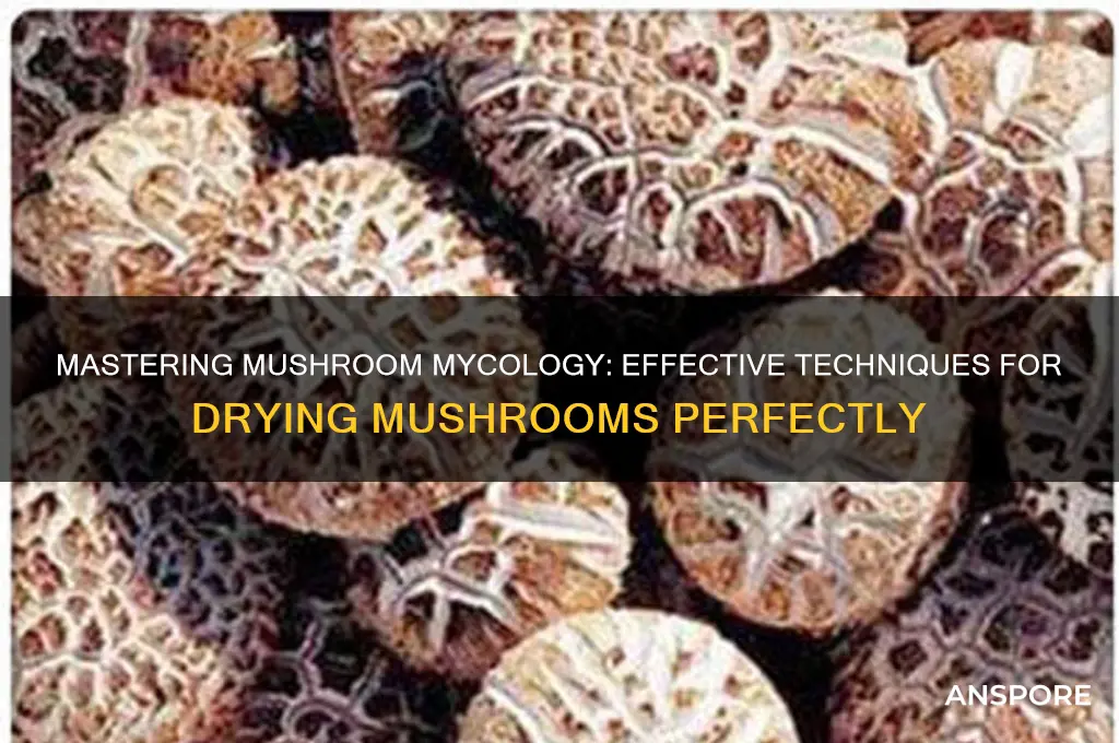 how to dry a mushroom mycology